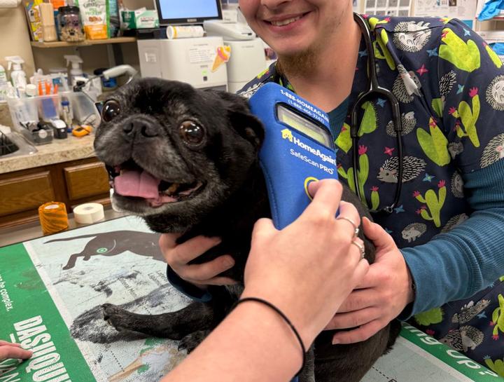 Pet Microchipping