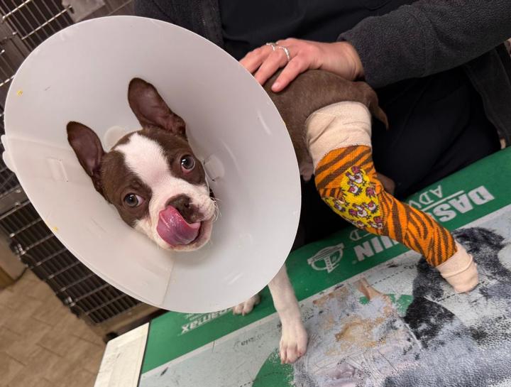 Emergency Veterinary Care