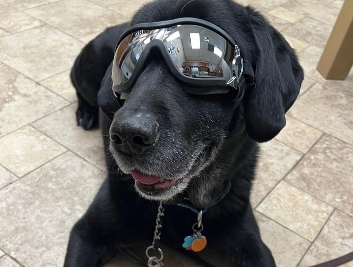 Laser Therapy for Dogs
