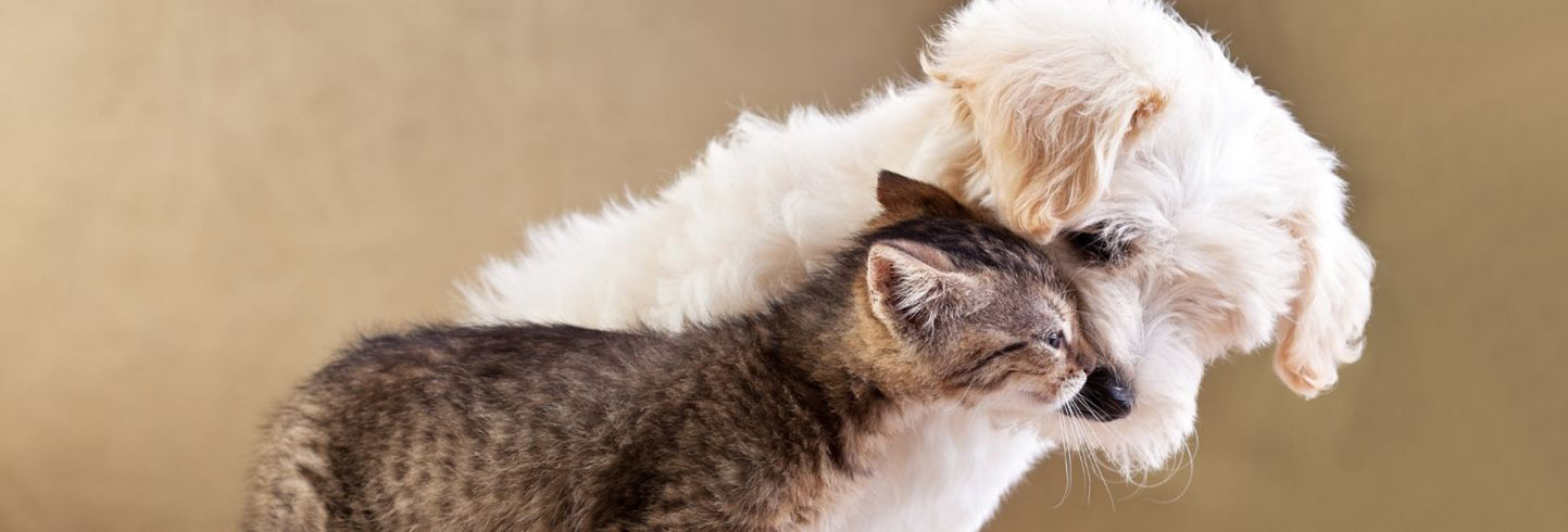 Spotsylvania veterinarians - dogs and cats